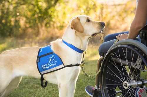 A Canine Companions service dog holding a dropped item, giving it to the client. 