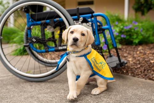 A Canine Companions future service dog puppy sitting in front of a wheelchair. 