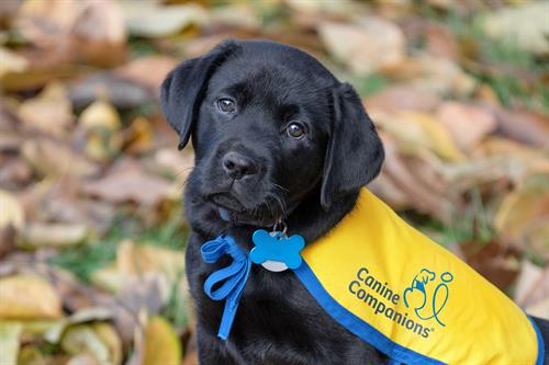 A Canine Companions future service dog puppy enjoying the crisp fall air, sitting in a pile of leaves. 