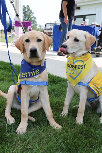 Two Canine Companions future service dog puppies enjoying time outside at DogFest North Central 2021. 