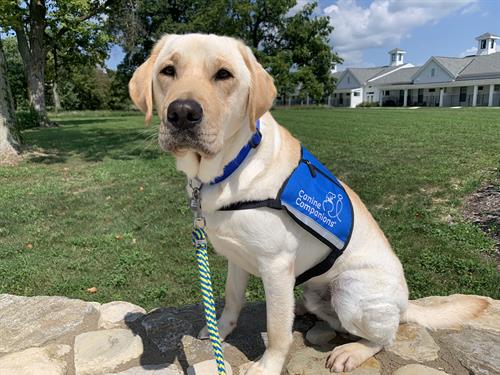 Canine Companions service dog sitting outside with a service dog vest on. 