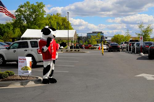Our Cow helping with direct cars in our Drive-Thru Our Cow helping with direct cars in our Drive-Thru
