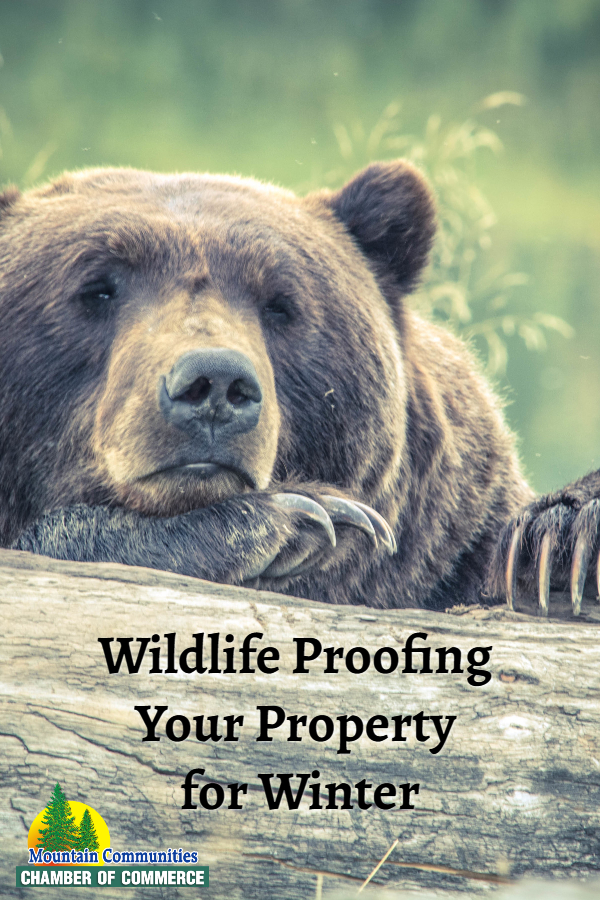 Wildlife Proofing Your Property for Winter