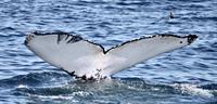 Bar Harbor Whale Watch