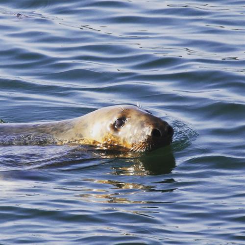 Grey seals are another common marine mammal sighting!