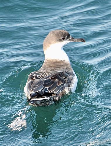 Greater Shearwaters are a birder highlight!