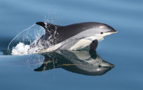 Atlantic white-sided dolphin seen on the whale watch trip!