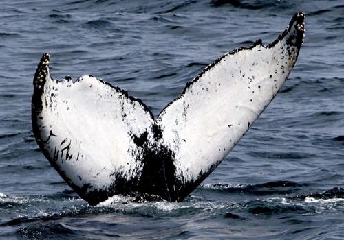 Humpback named "Halfmoon"! Can you see how this whale got its name?