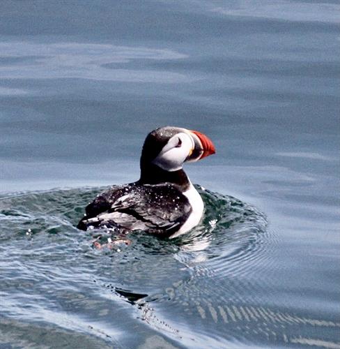 Puffins can sometimes be seen just feet from the boat!