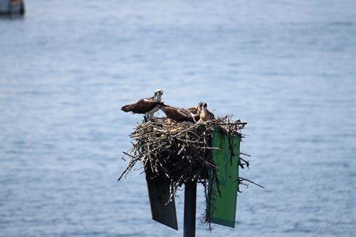 Visiting the osprey family nesting in a nearby daymaker!