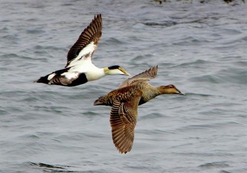 Eiders are a common waterfowl seen in the area!