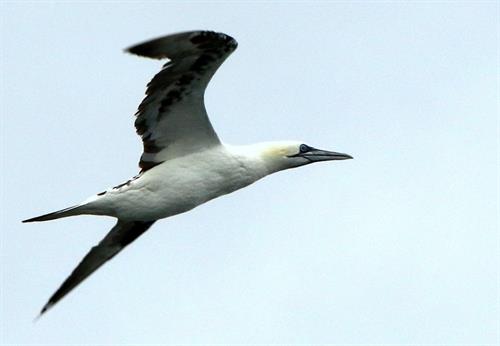 Northern gannets are a large pelagic seabird that will come closer to shore in the summer months. 
