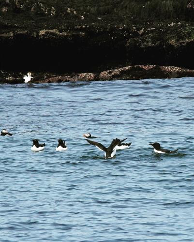 Razorbills and puffins hanging out just along the shore of Petit Manan! Photo: Ruth Hill