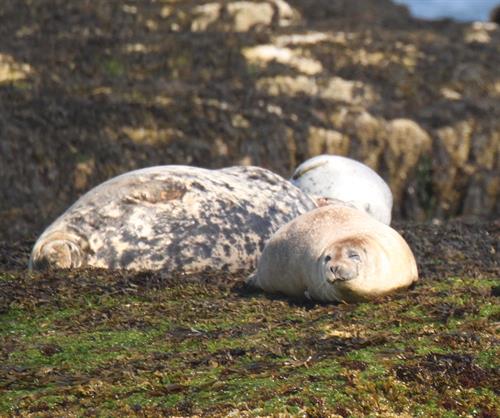 Harbor seals at Egg Rock!