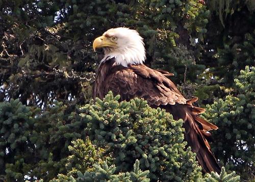 Bald eagles are a common sighting during cruises!
