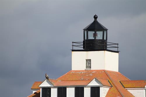 Eagles are often seen at Egg Rock Lighthouse!