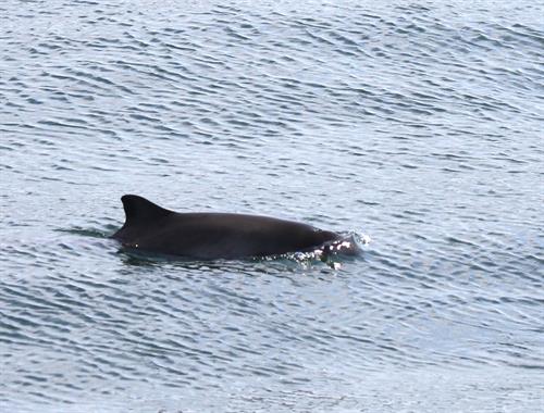 Harbor porpoise are common sighting during this cruise!