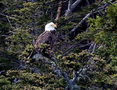 Bald eagles are common sightings throughout the cruise! You guide will point out wildlife during the cruise!