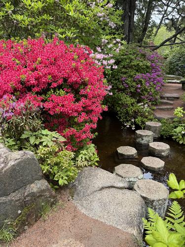 Asticou Azalea Garden