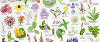 Botanical Painting: Maine’s Wildflowers