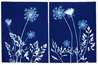 Fairy Garden Cyanotypes