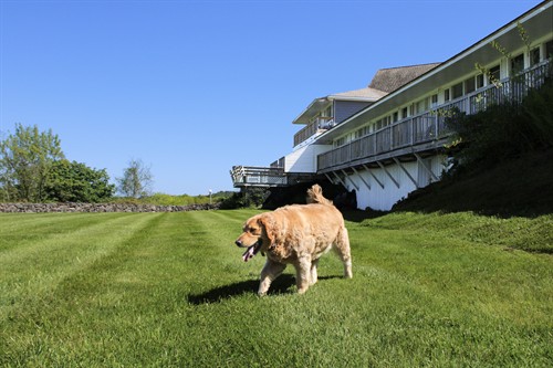 Gallery Image WVI_Pet_Friendly_Winnie.jpg