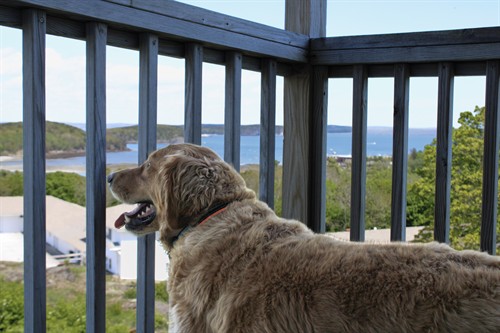 Gallery Image WVI_Pet_friendly_porch.jpg