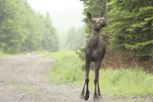 Land Moose Tour