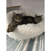 Pet of the Week - Edward and Kimmy