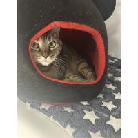 Pet of the Week - Andromeda