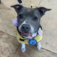 Pet of the Week - Miram, The Snaggletooth Sweetheart