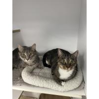 Pet of the Week - Iggy & Zora