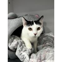 Pet of the Week: Rorschach (2/20/2025)