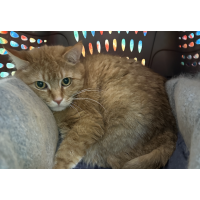 Pet of the Week - Albert: (6/24/2025)