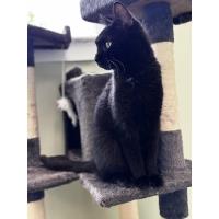 Pet of the Week: Casserole (6/27/2025)