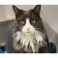 Pet of The Week - Alberta Einstein: (7/8/2025)