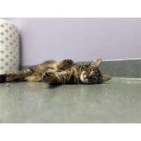 Pet of The Week: Sabine (7/14/2025)