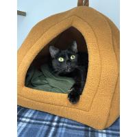 Pet of The Week: Abyss (7/17/2025)