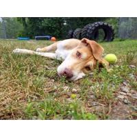 Pet of The Week: Butter (7/28/2025)