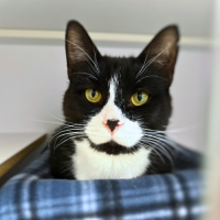 Pet of The Week: Monty (7/31/2025)