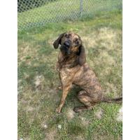 Pet of The Week: Rosie (8/7/2025)