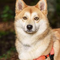 Pet of The Week: Foxy (8/29/2025)