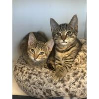Pet of The Week:  Ice King & Princess Bubblegum ( 9/4/2025)