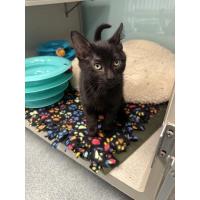 Pet of the Week: Rigatoni 9/18/2025