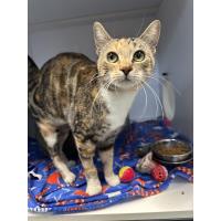 Pet of the Week: Murphy Brown (9/25/2025)