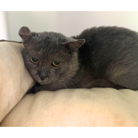 Pet of the Week: Ernest (10/6/2025)