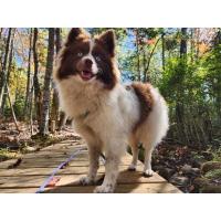 Pet of the Week - Nutter Butter (10/9/2025)