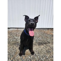 Pet of the Week SPCA (5/20)