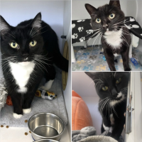Cats of The Week 5/20