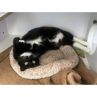 Pet of The Week: Kennebec (8/5)